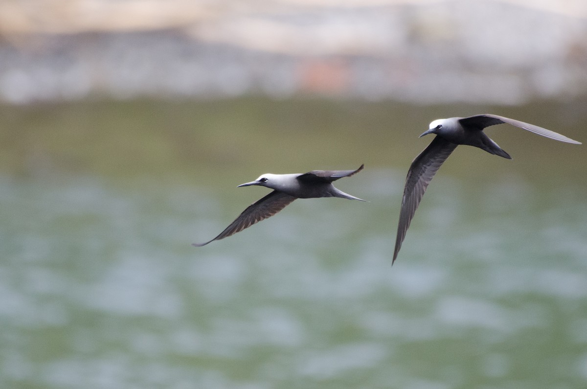 Black Noddy - ML616257435