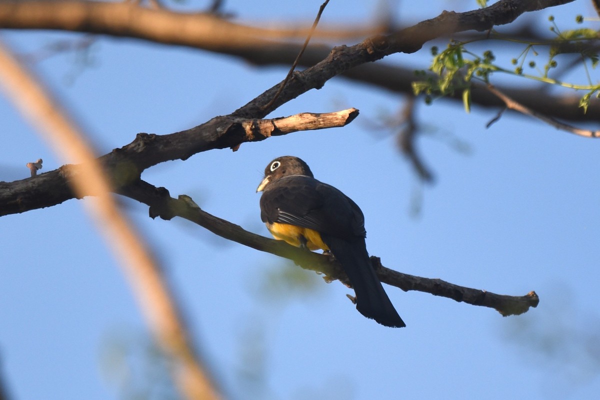 Trogon à tête noire - ML616257436