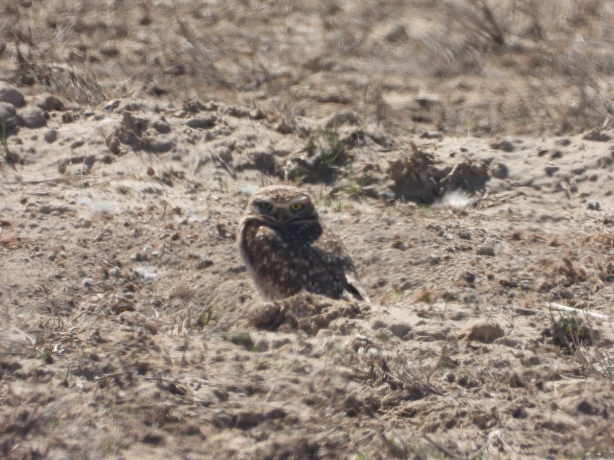 Burrowing Owl - ML616257504