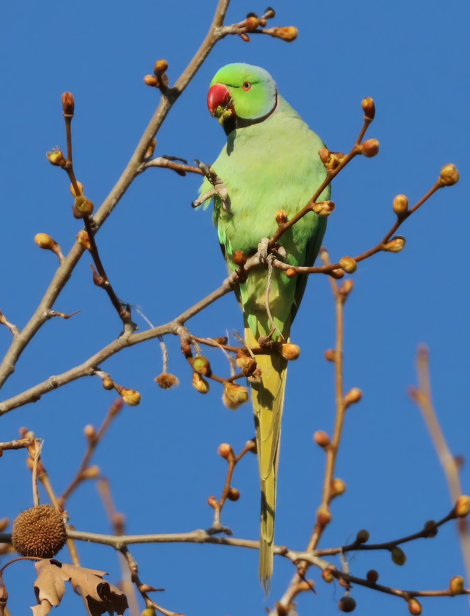 Rose-ringed Parakeet - ML616257522