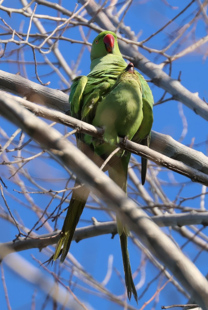 Rose-ringed Parakeet - ML616257524