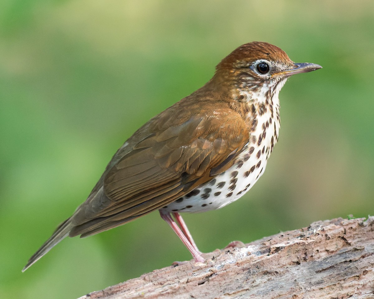 Wood Thrush - ML616257582