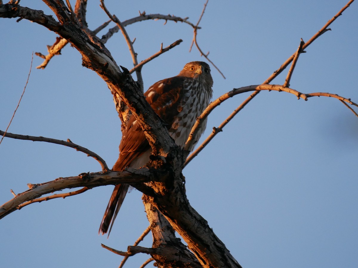 Cooper's Hawk - ML616257636