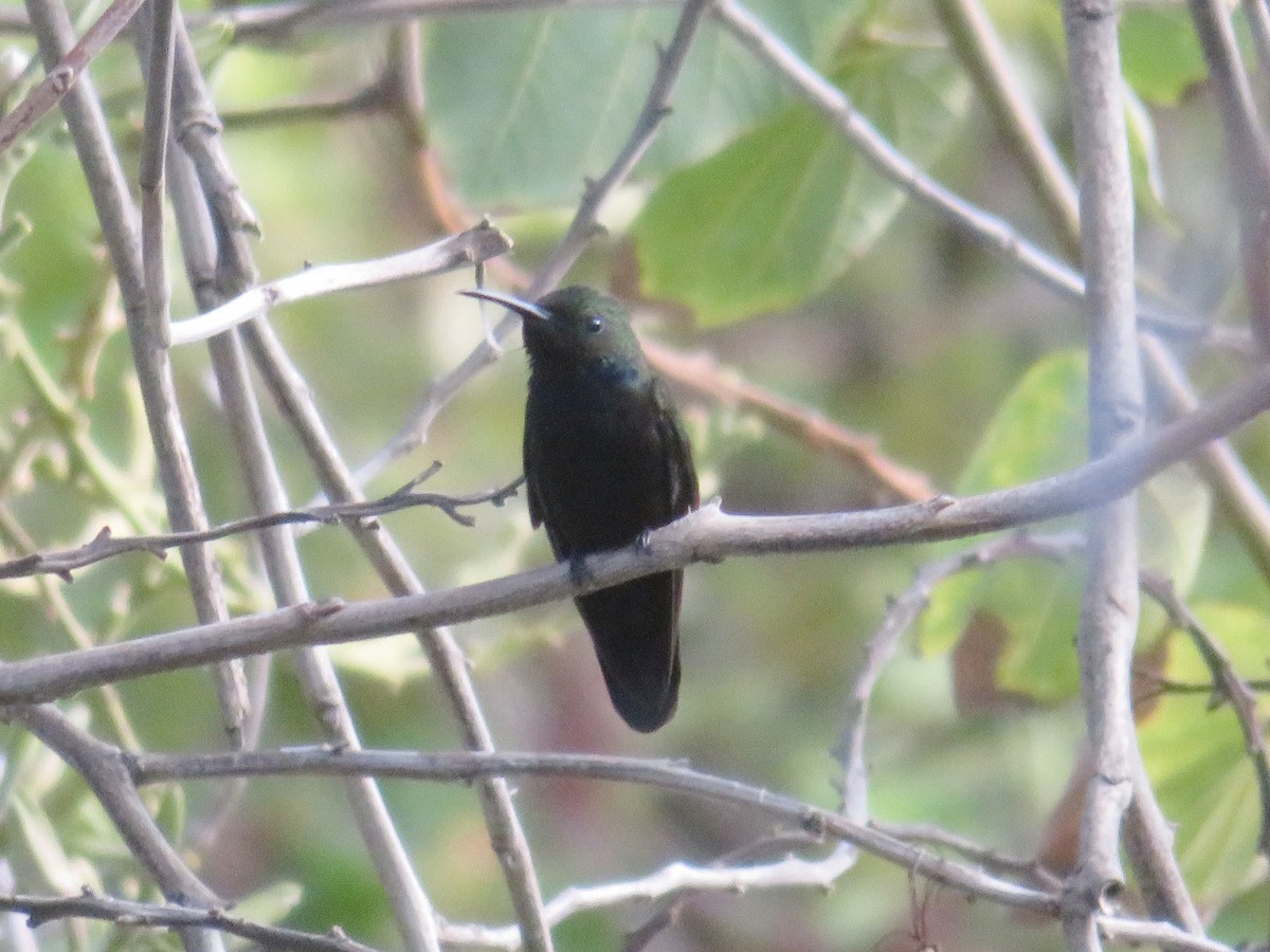 kolibřík haitský - ML616257638