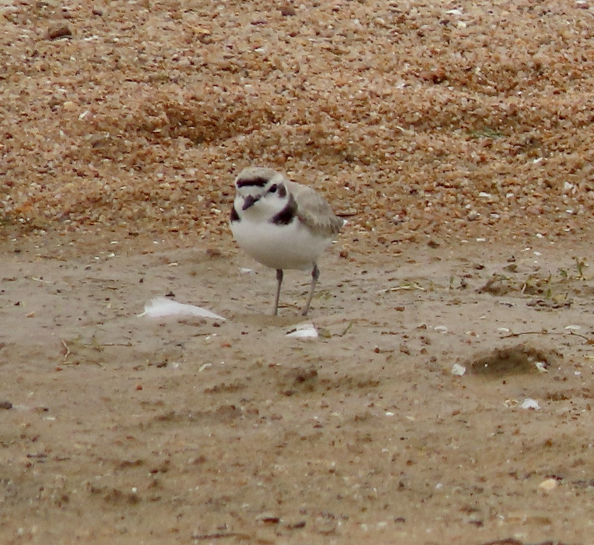 Snowy Plover - ML616257656