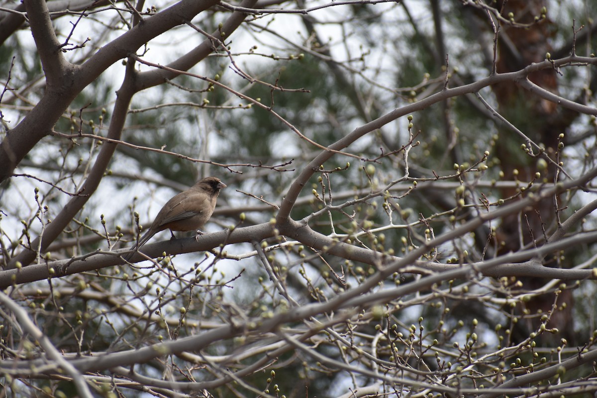 Abert's Towhee - Johnny Stutzman