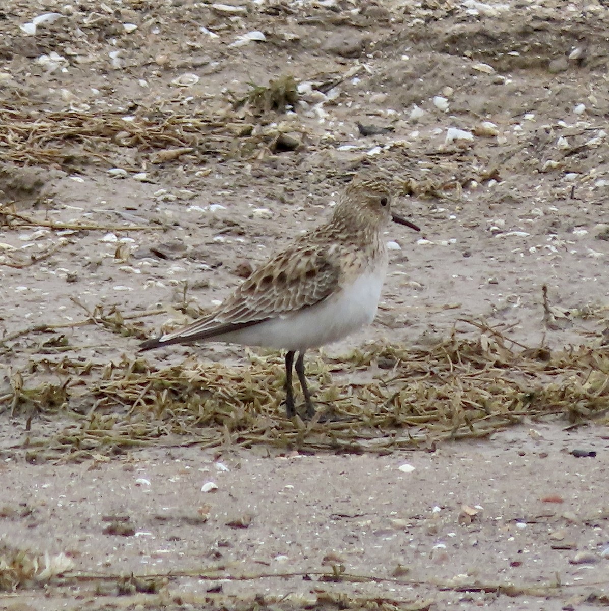 Baird's Sandpiper - George Chrisman