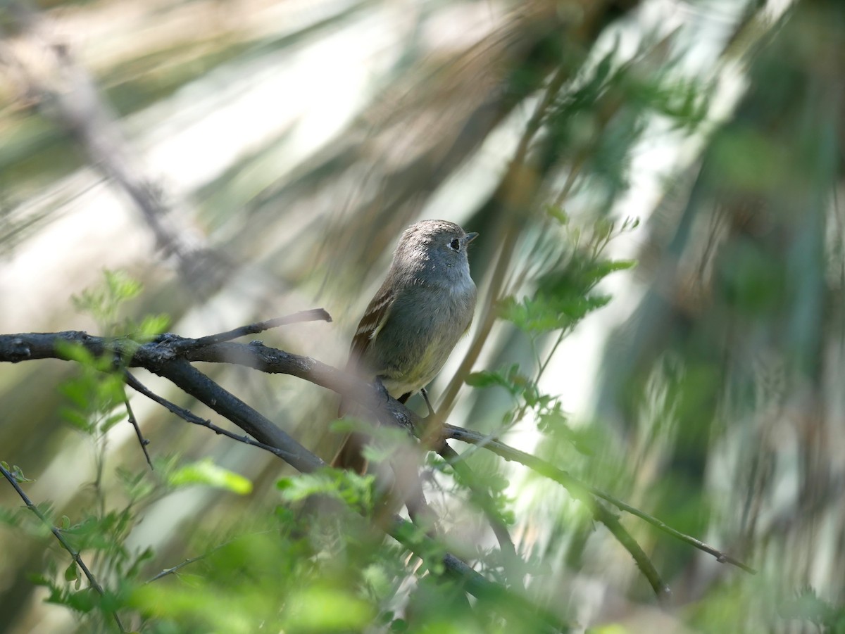 Western Flycatcher (Pacific-slope) - ML616257705