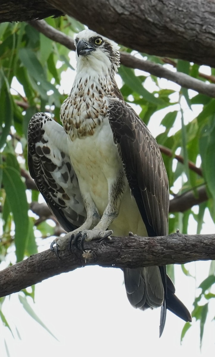 Águila Pescadora - ML616257710