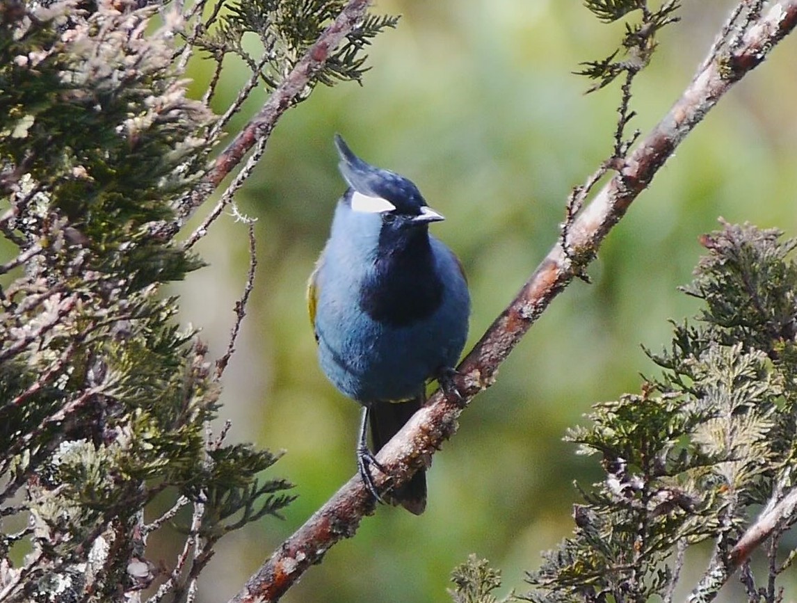 Western Crested Berrypecker - ML616257736