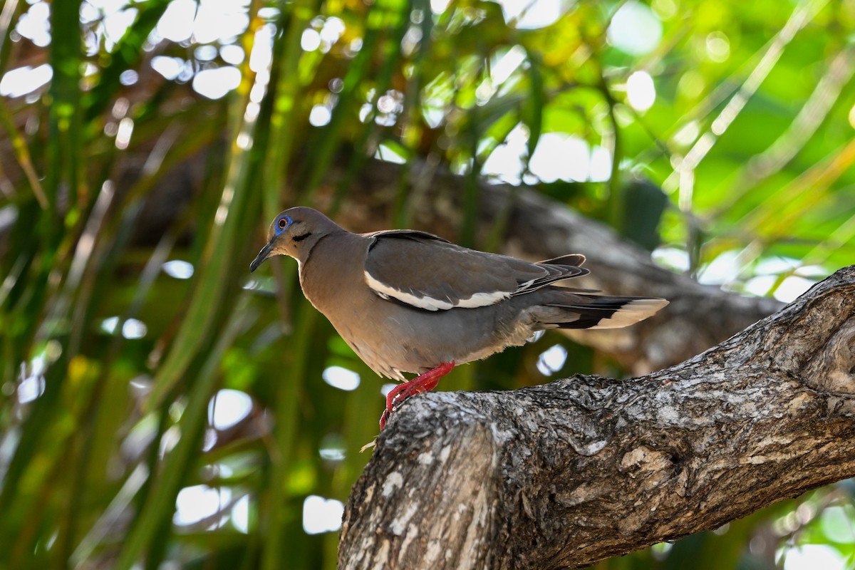 White-winged Dove - ML616257758