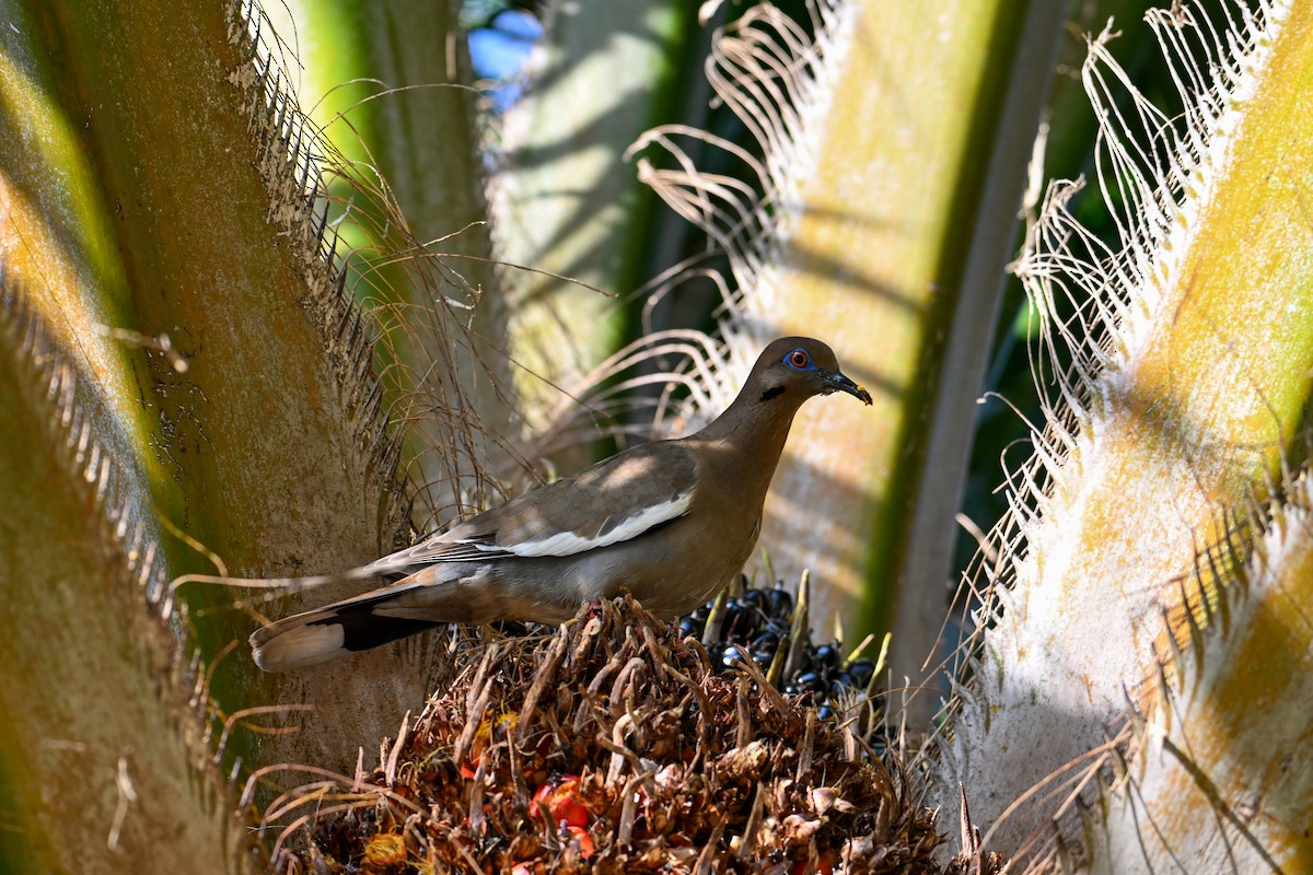 White-winged Dove - ML616257760