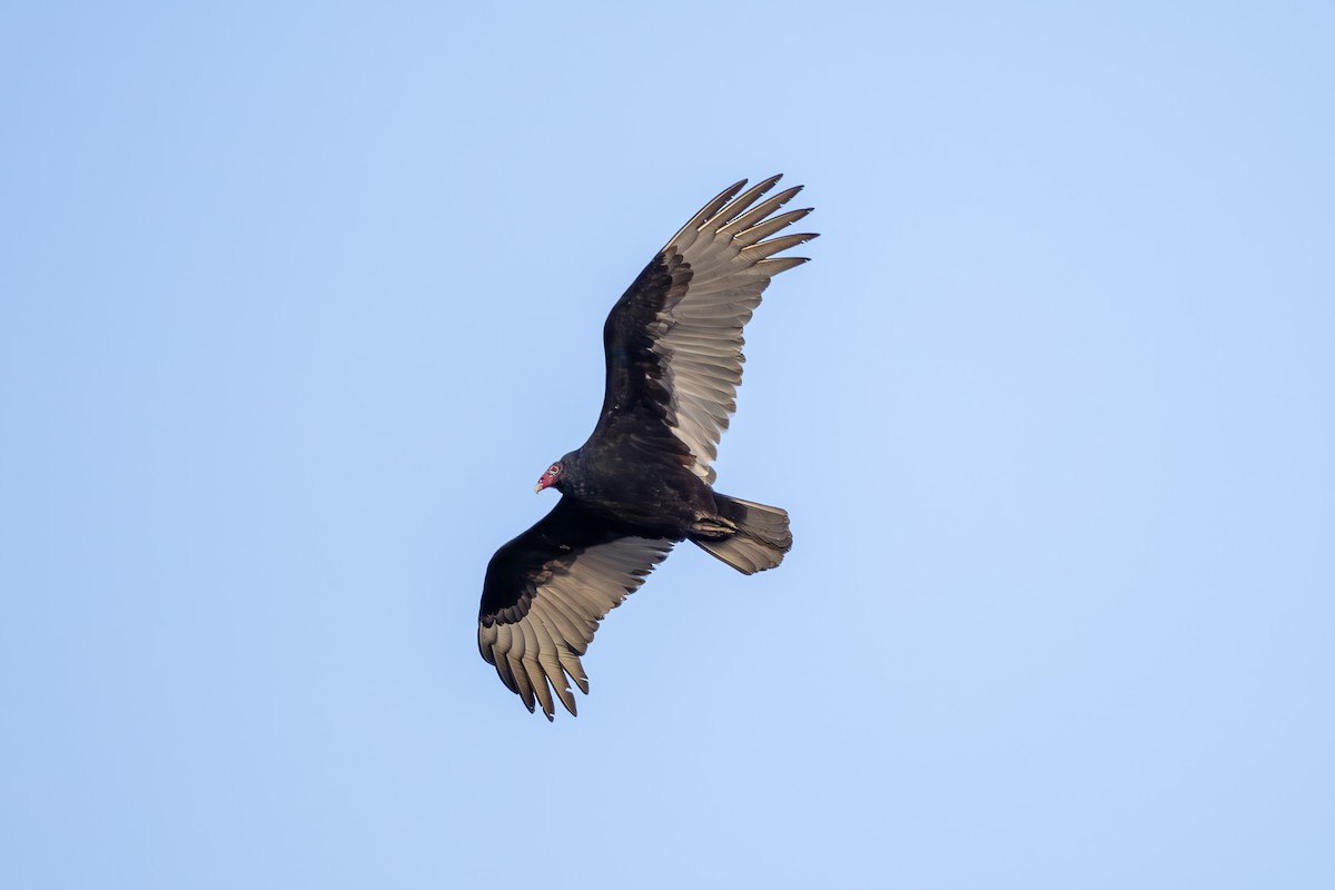 Turkey Vulture - ML616257765