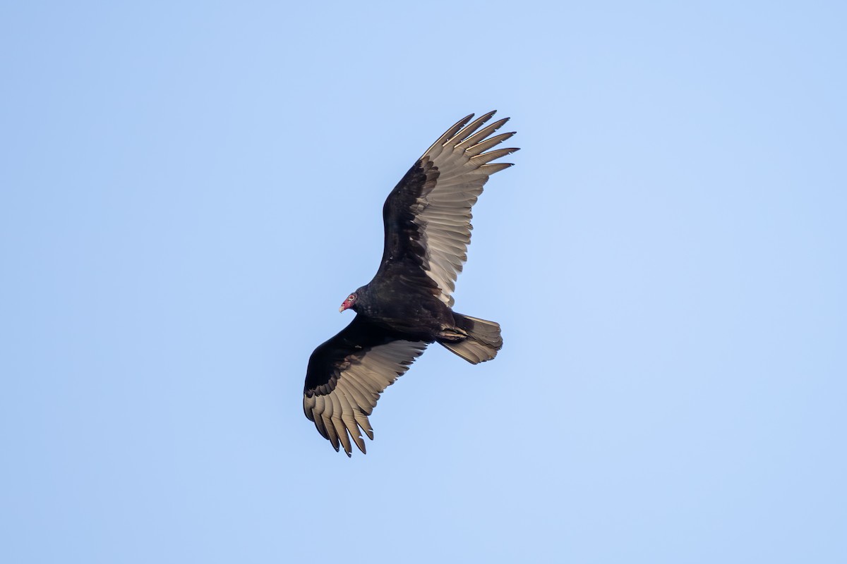 Urubu à tête rouge - ML616257765