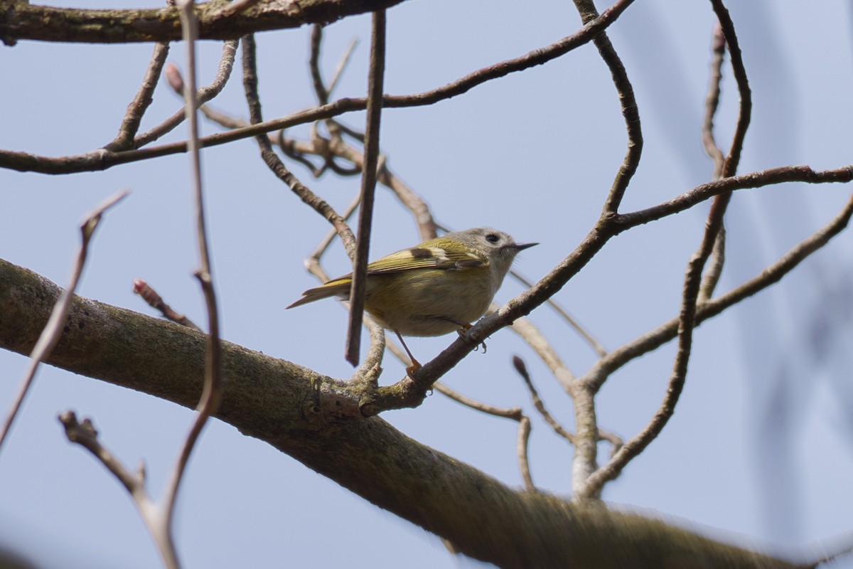 Goldcrest - Anonymous