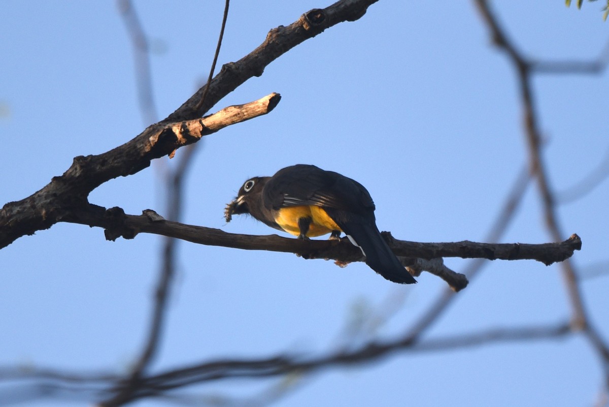 Black-headed Trogon - ML616257819