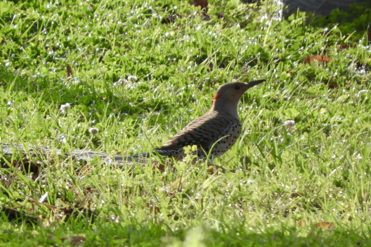 gullspett - ML616257836