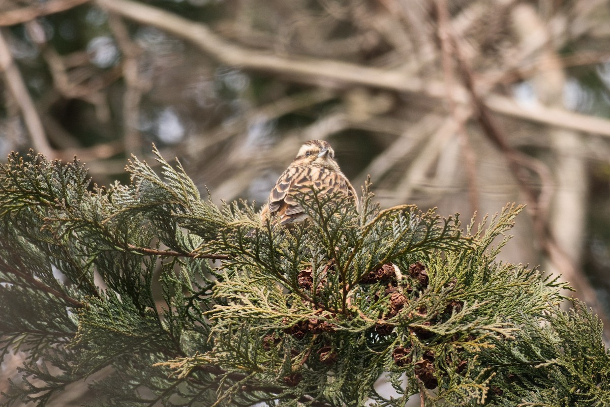 Masked Bunting - Anonymous