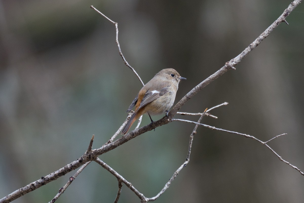 Daurian Redstart - ML616257851