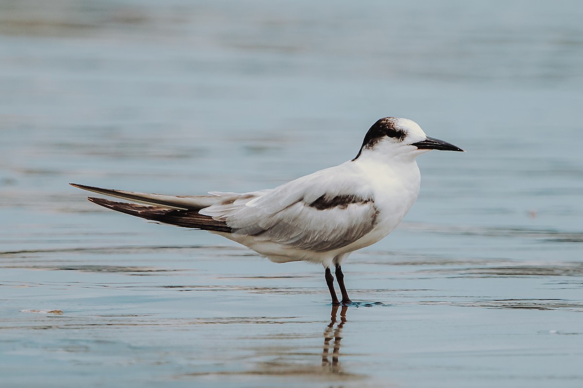 Common Tern - Alexander Hugo Alvia Vilchez