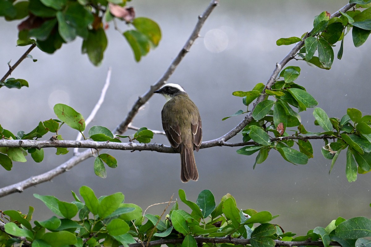 Social Flycatcher - ML616257863