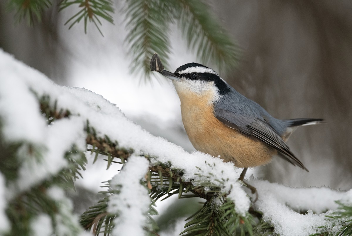 Red-breasted Nuthatch - Justin Labadie