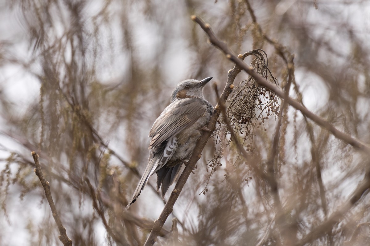 Brown-eared Bulbul - ML616257871