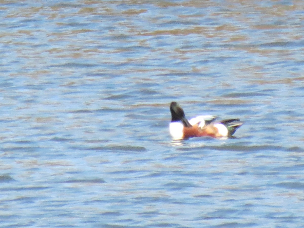 Northern Shoveler - ML616257877