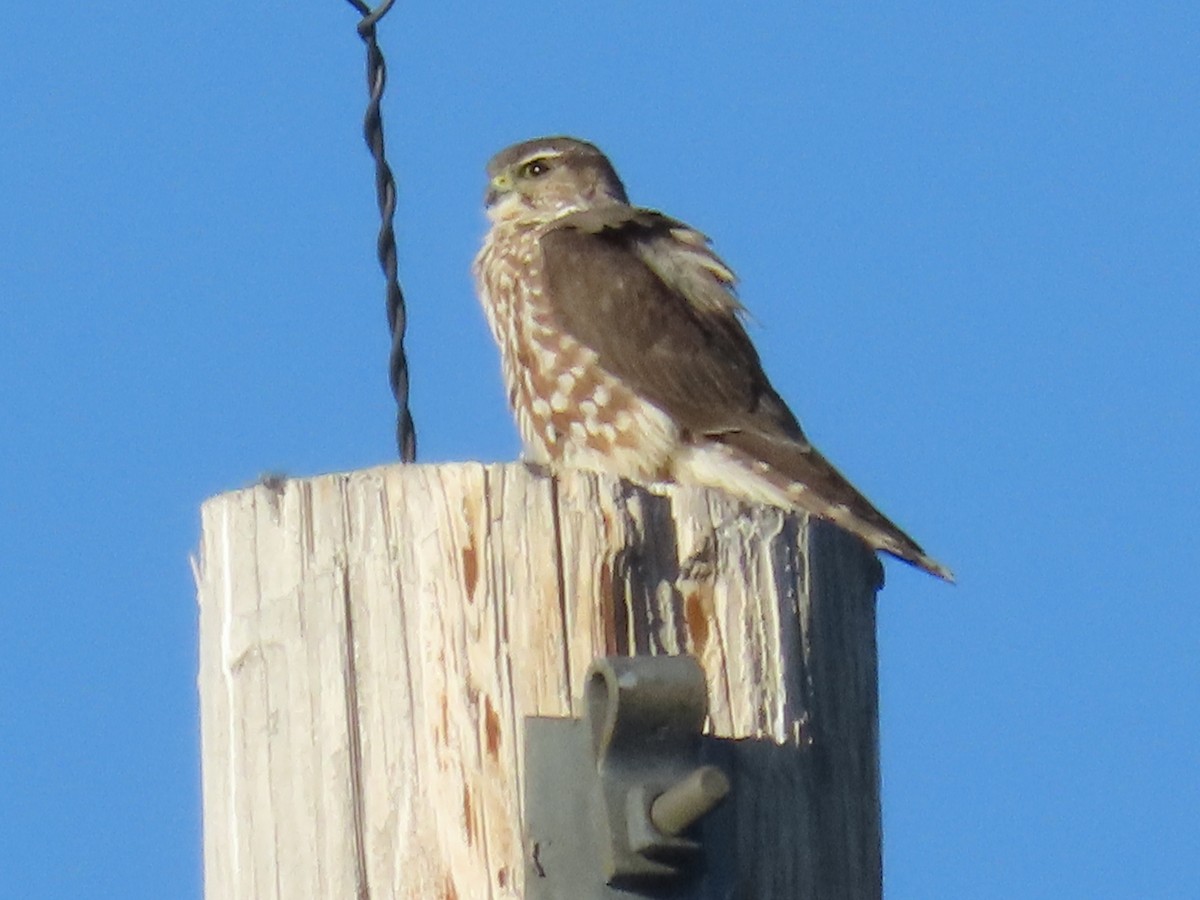 dřemlík tundrový (ssp. columbarius) - ML616257888