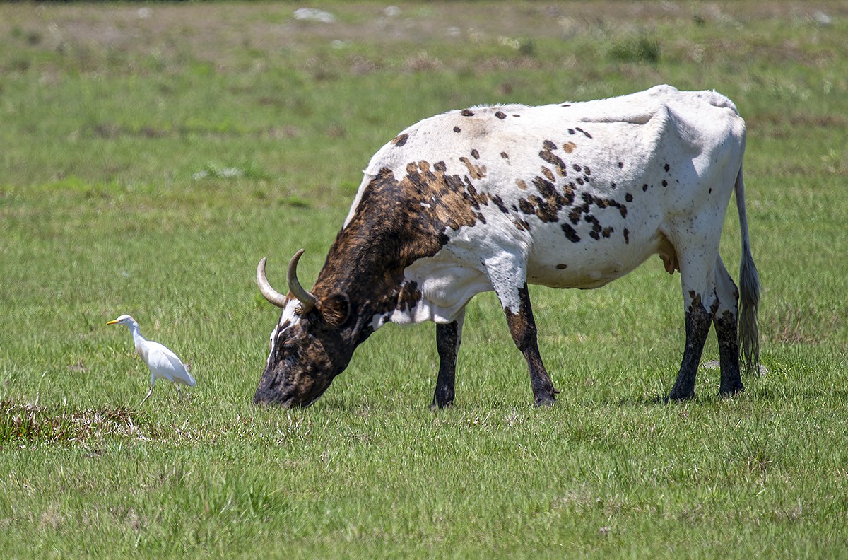 Western Cattle-Egret - John Hutzler