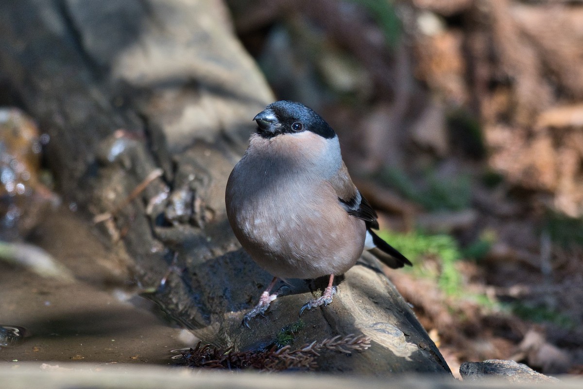 Eurasian Bullfinch - ML616257920