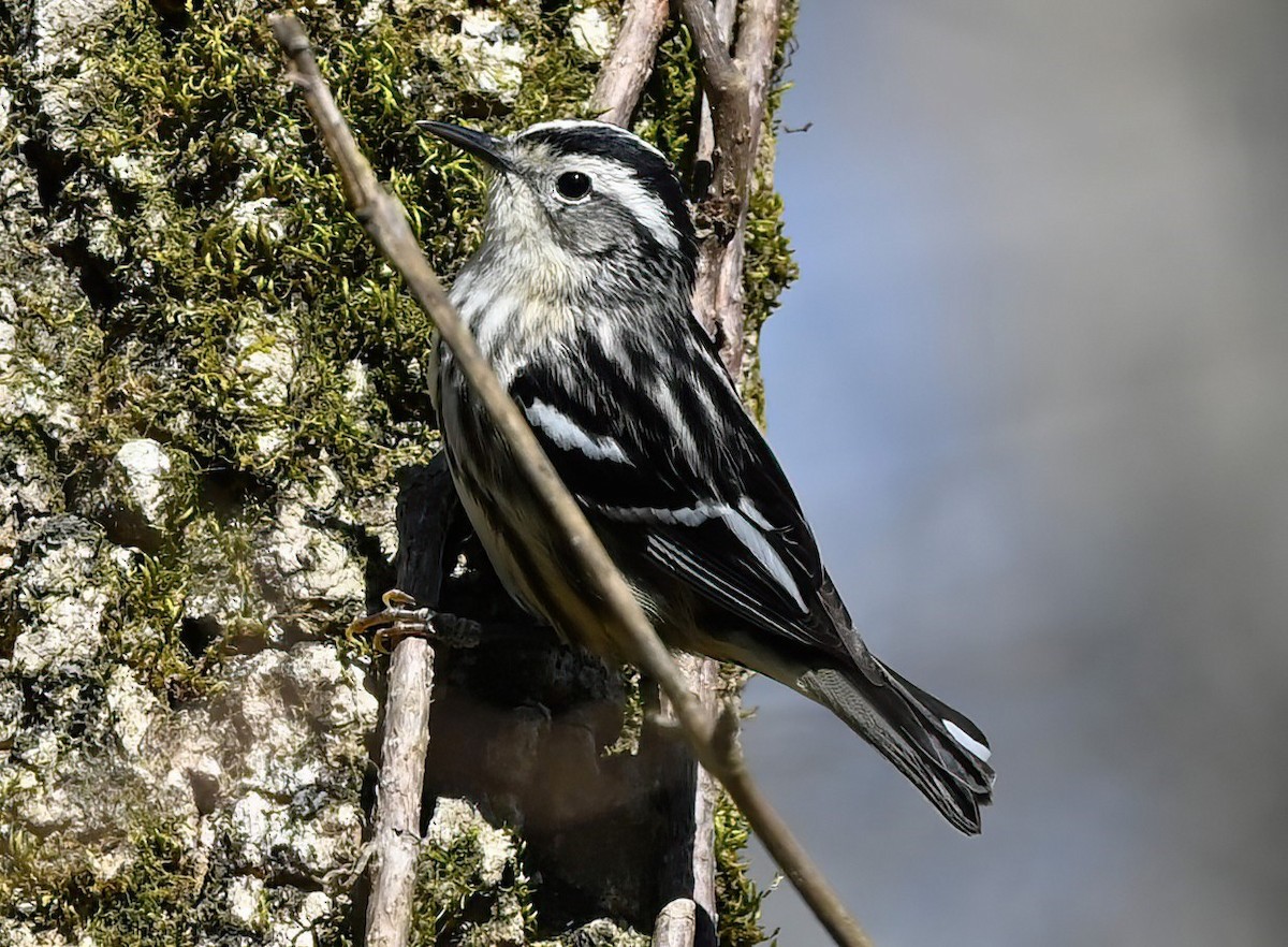 Black-and-white Warbler - ML616257921