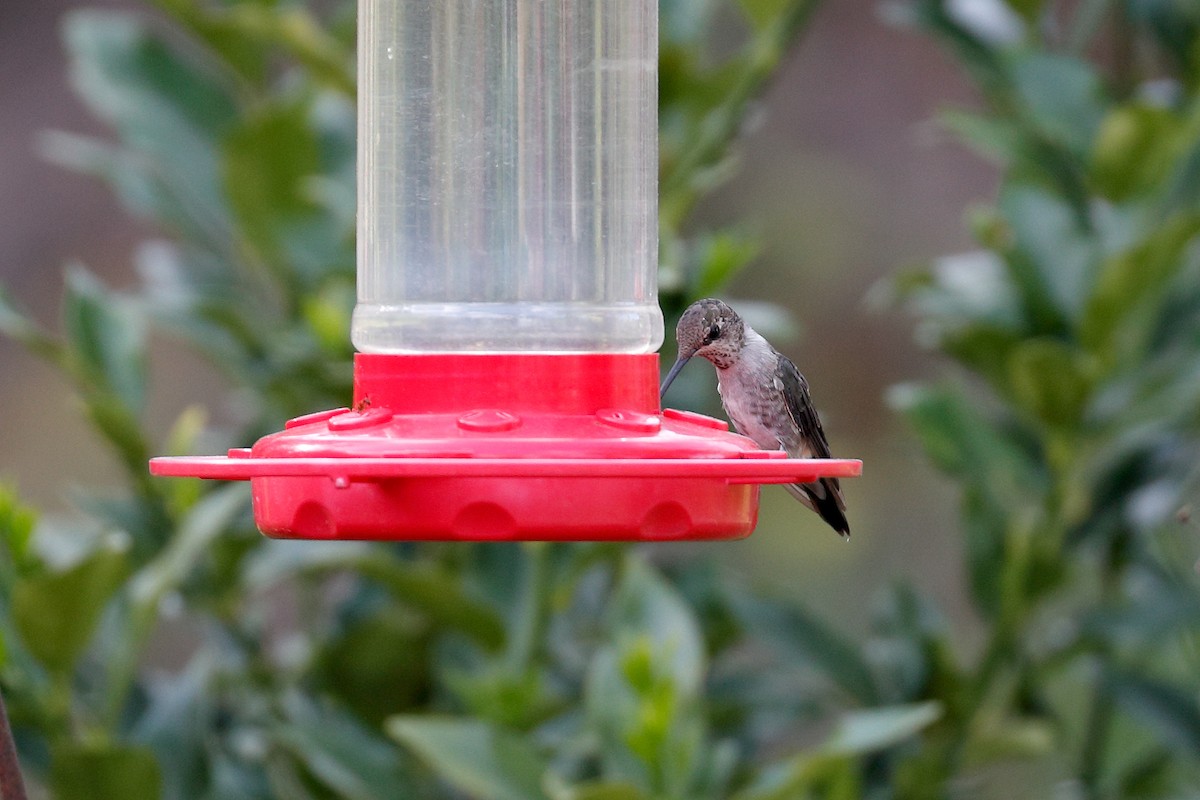 Black-chinned Hummingbird - ML616257926