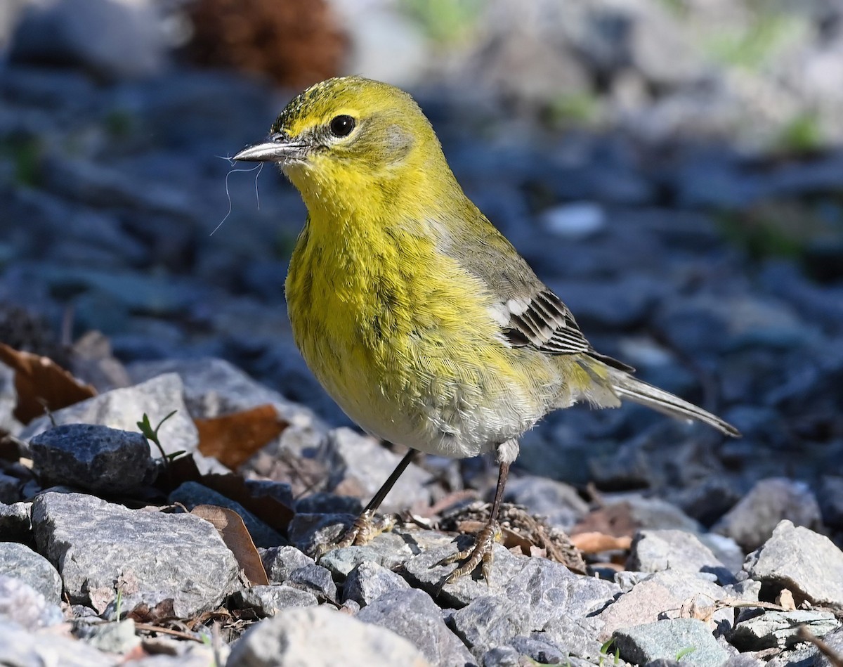 Pine Warbler - ML616257930