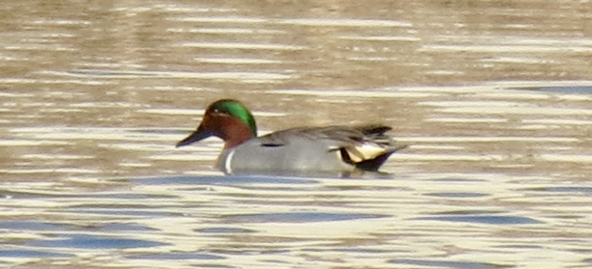 Green-winged Teal - Nicklas Hostetter