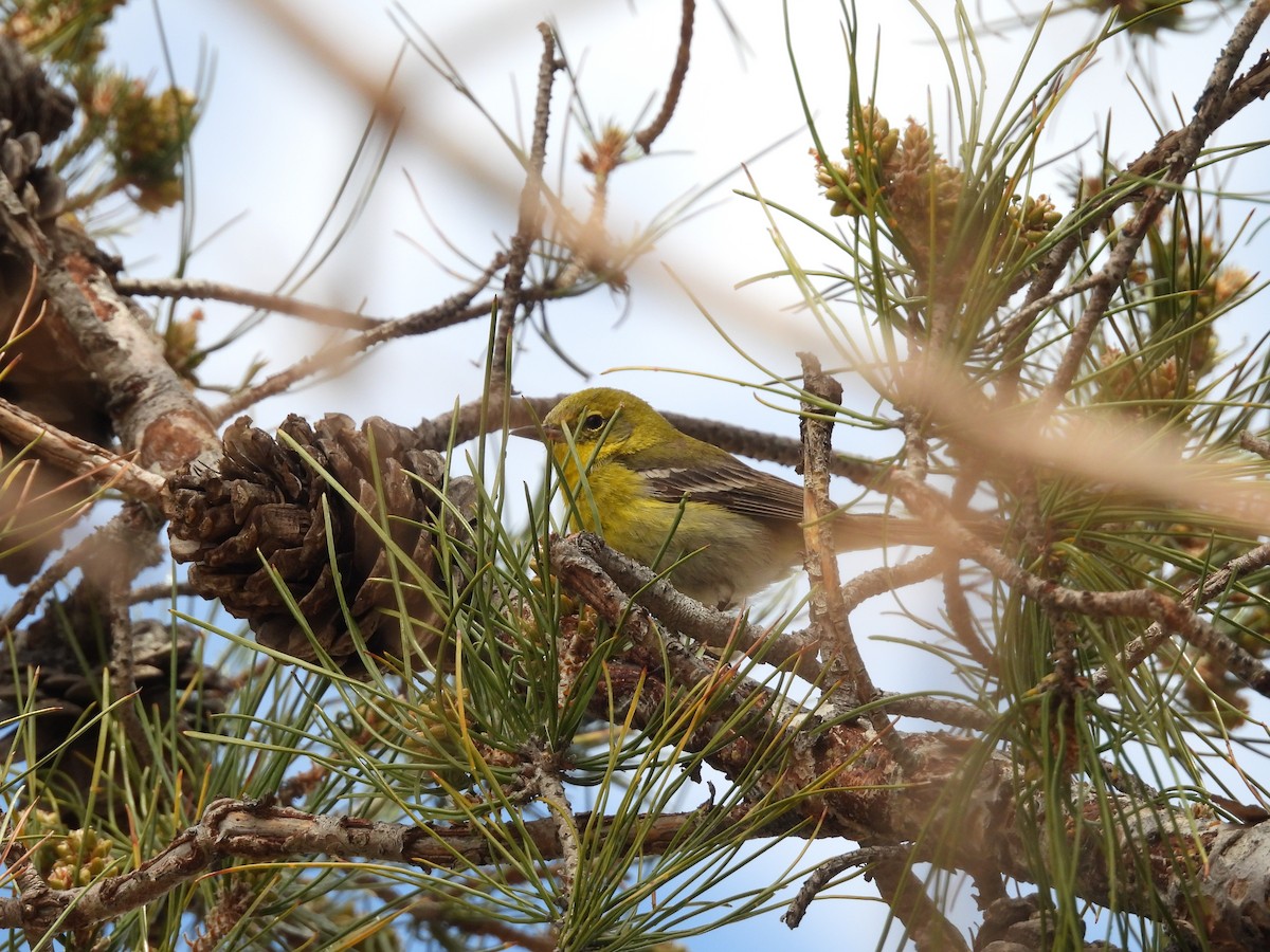 Pine Warbler - Beth Bruckheimer