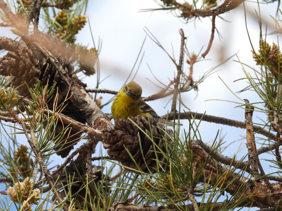 Pine Warbler - ML616257997