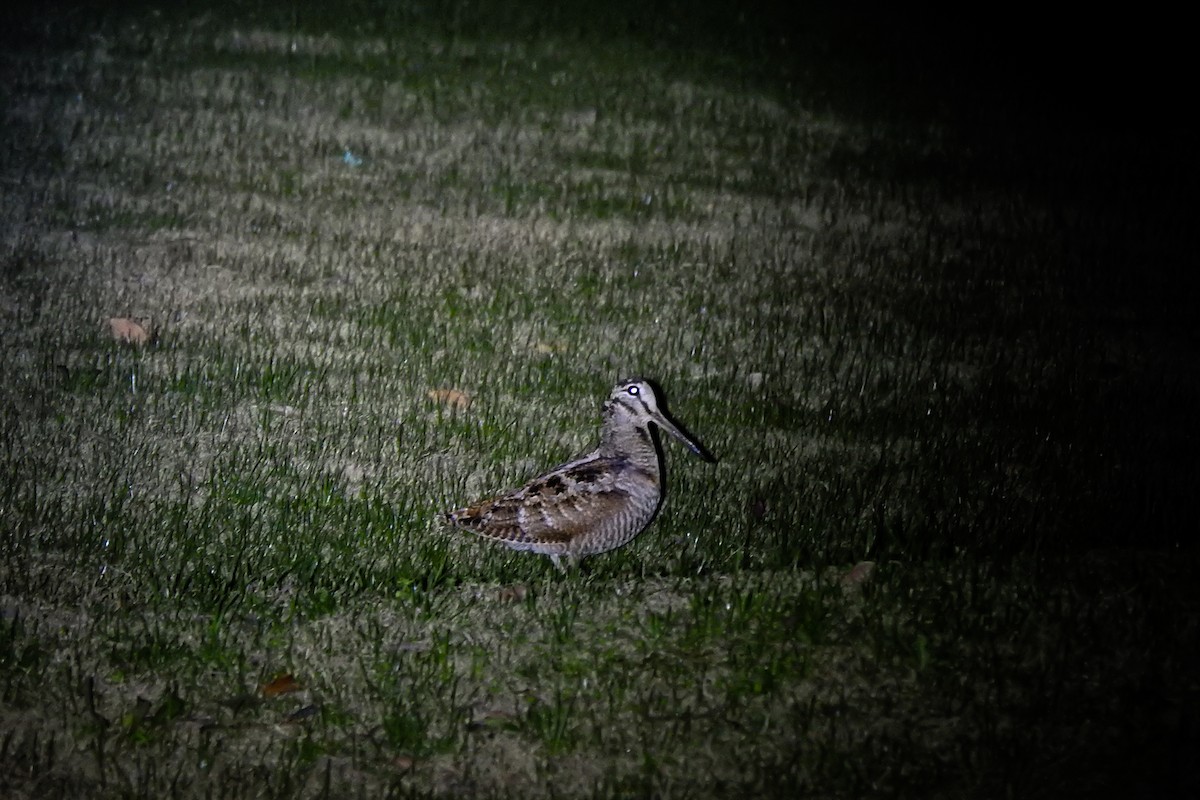 Eurasian Woodcock - ML616258004