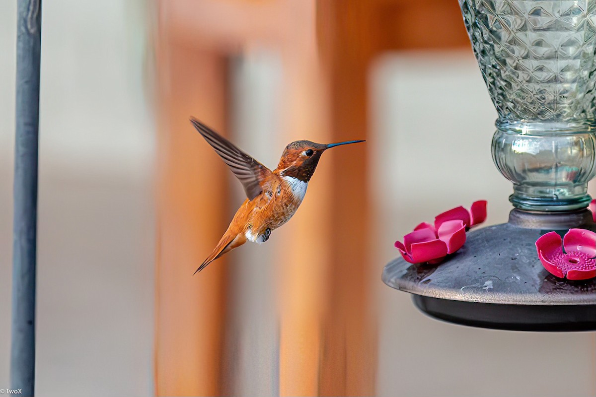 Rufous Hummingbird - ML616258011