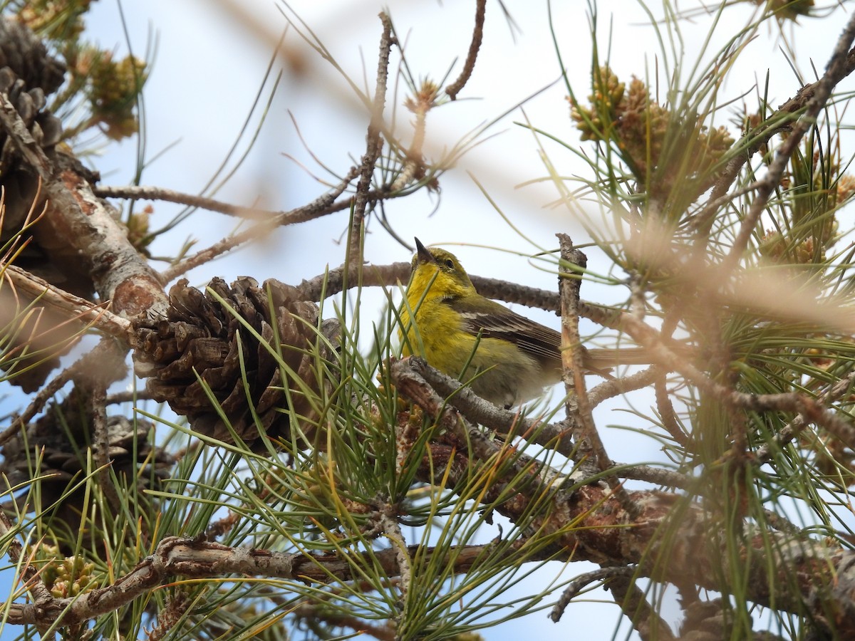 Pine Warbler - ML616258012