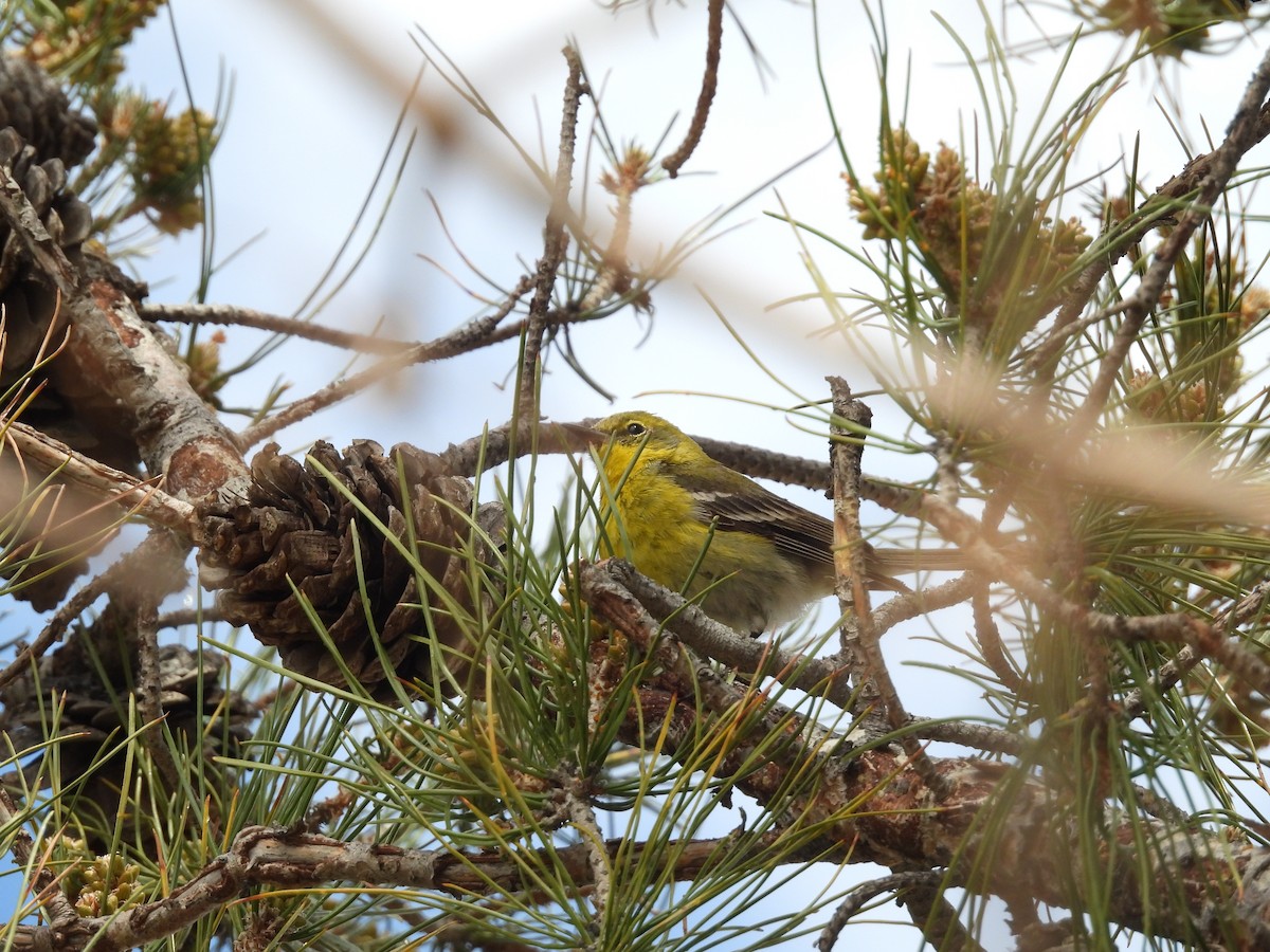 Pine Warbler - ML616258018