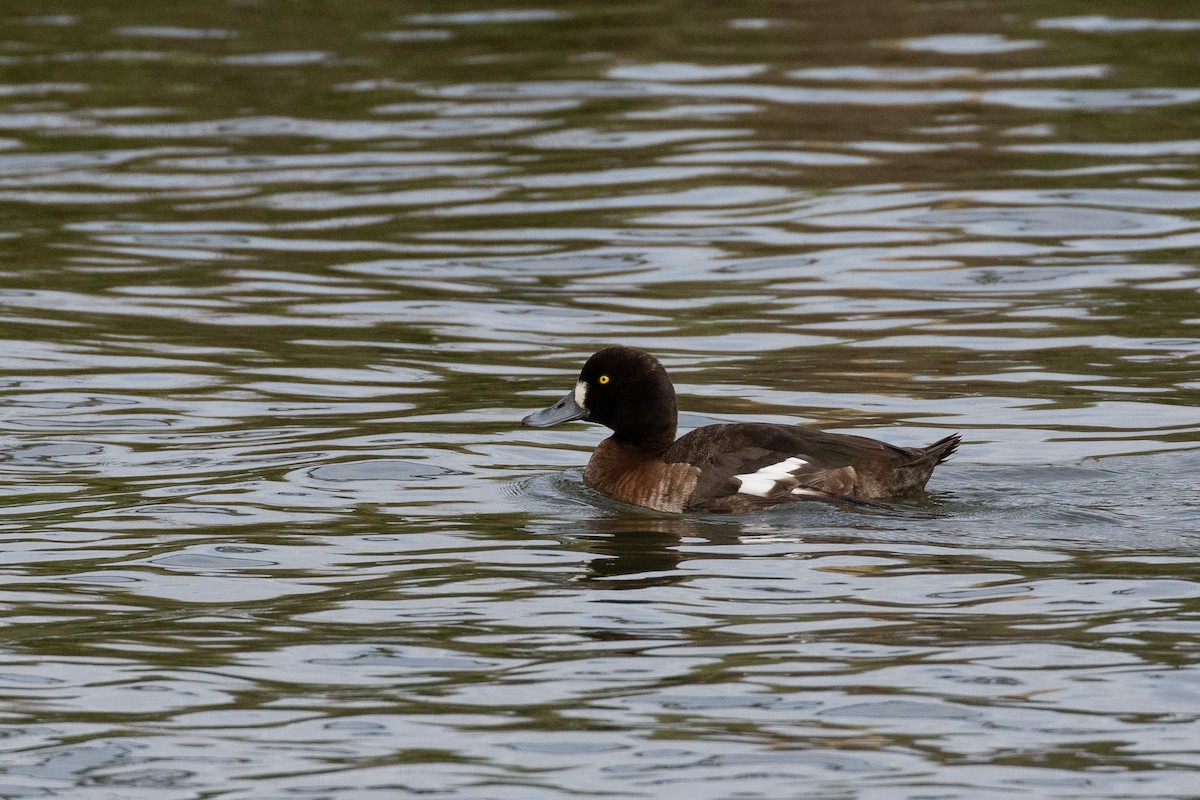 Greater Scaup - ML616258030