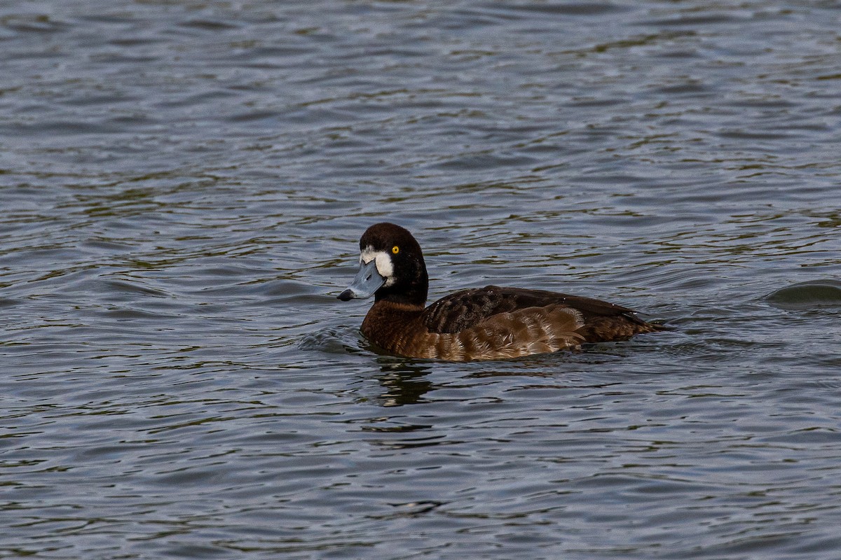 Greater Scaup - ML616258031
