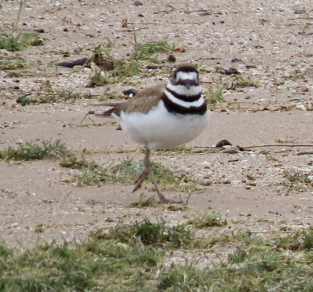 Killdeer - ML616258059