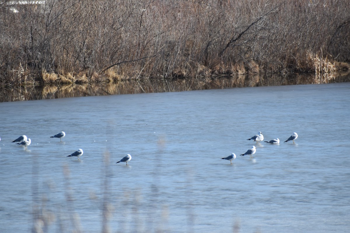 Ring-billed Gull - ML616258085