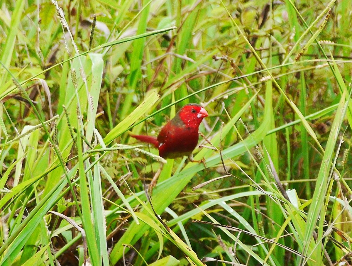 Crimson Finch - ML616258093