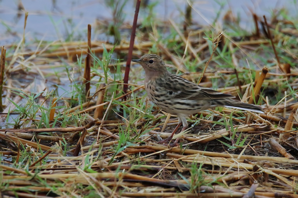 Red-throated Pipit - ML616258094