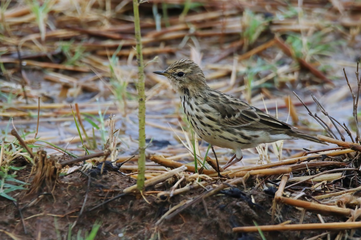 Red-throated Pipit - ML616258108