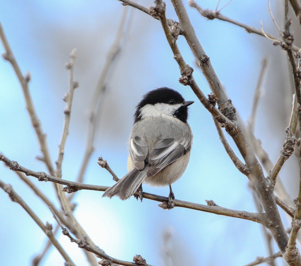 Black-capped Chickadee - ML616258113