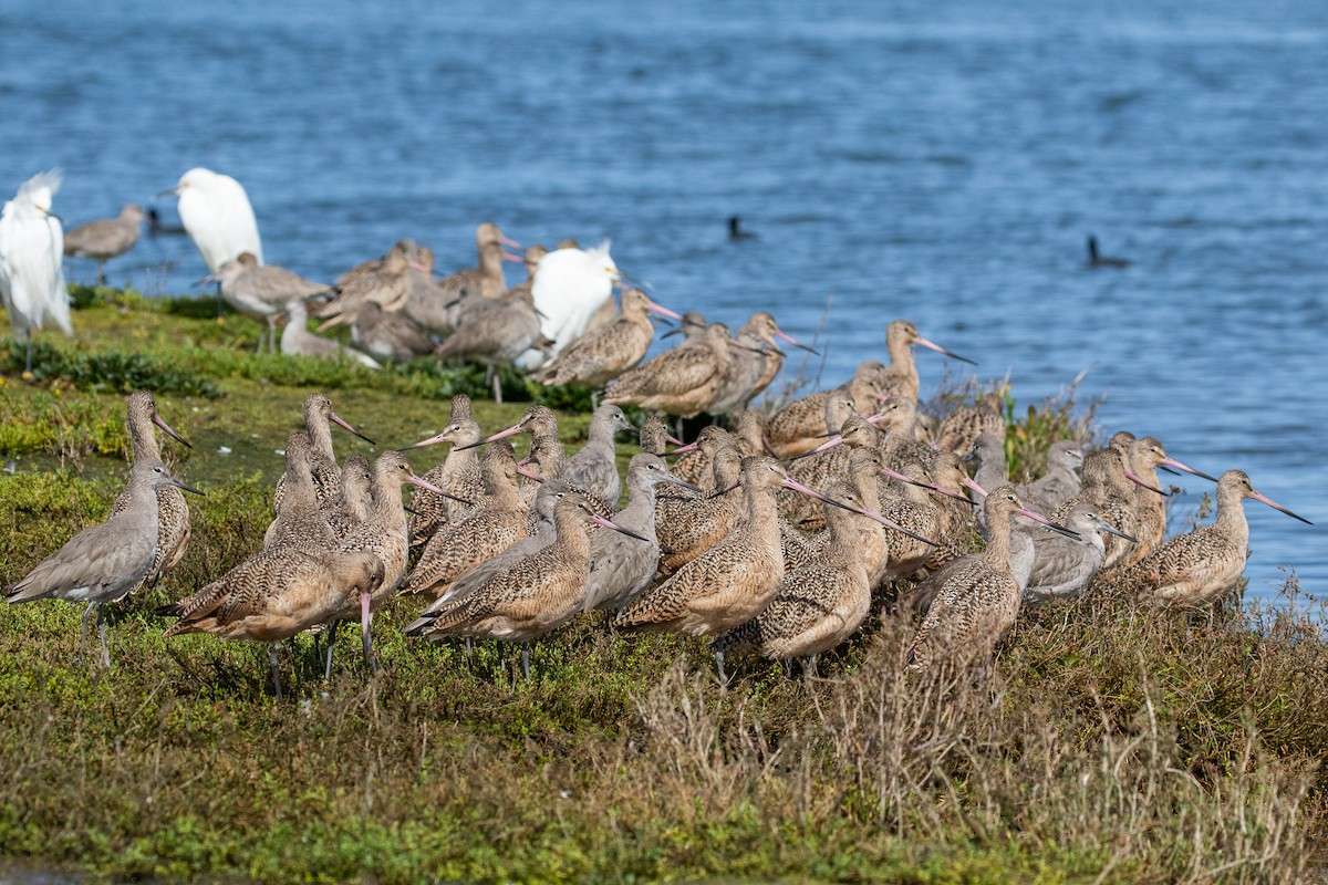 Marbled Godwit - Dorna Mojab